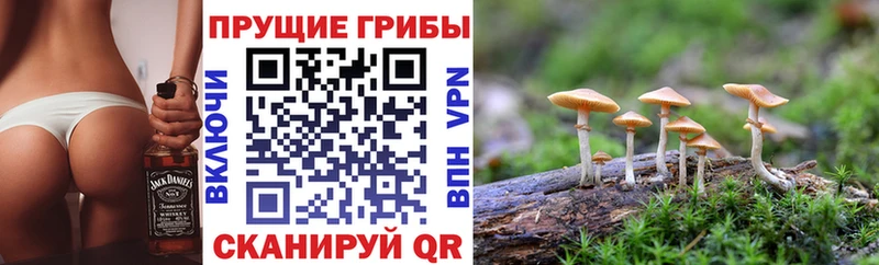 Псилоцибиновые грибы GOLDEN TEACHER  Купить  Карталы 